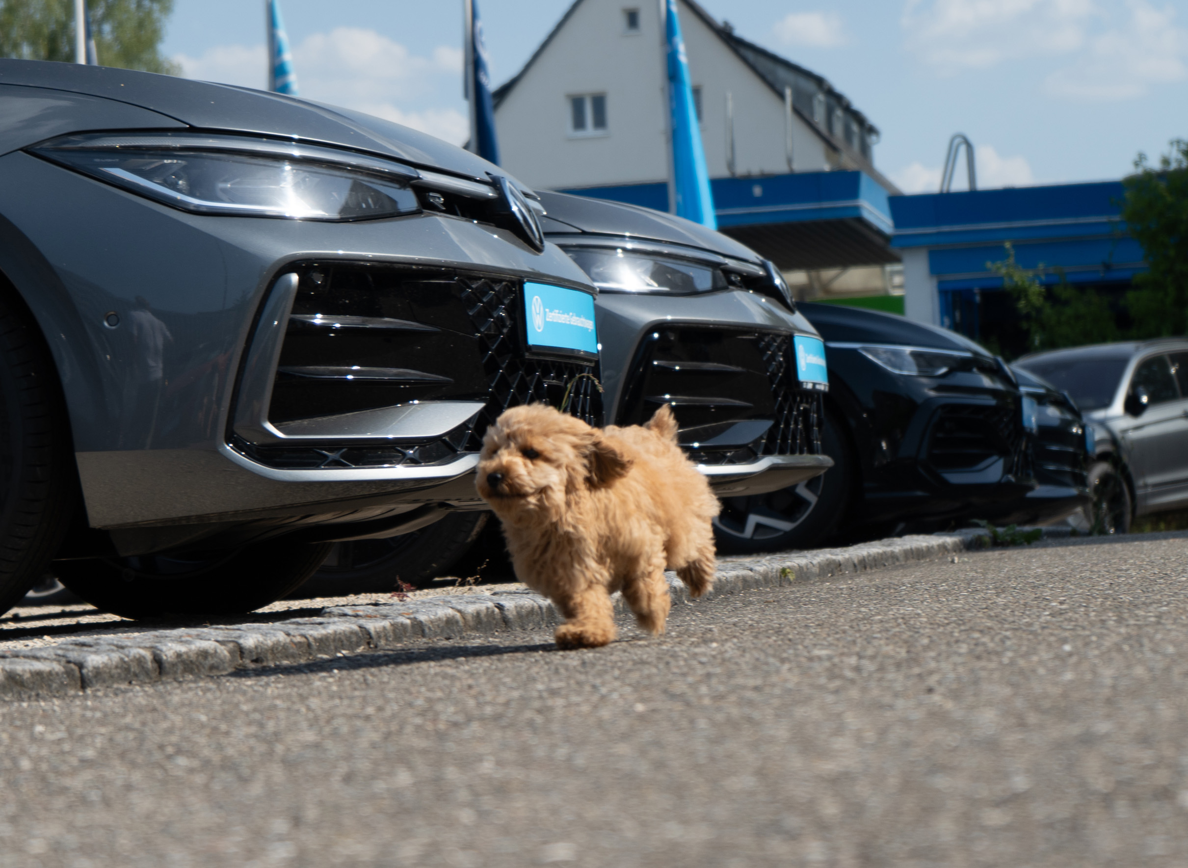 Pepe – Gebrauchtwagen Experte Auto Linke